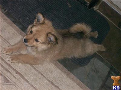 Puppies in NJ